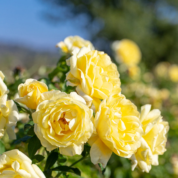 RUSTICA® III var. Meilaocil
