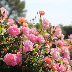 Pink CHANTILLY® var. Meilevire