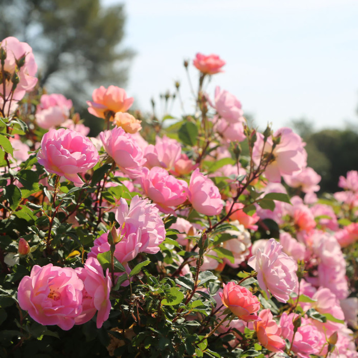 Pink CHANTILLY® var. Meilevire