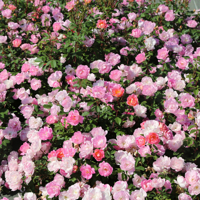 Pink CHANTILLY® var. Meilevire